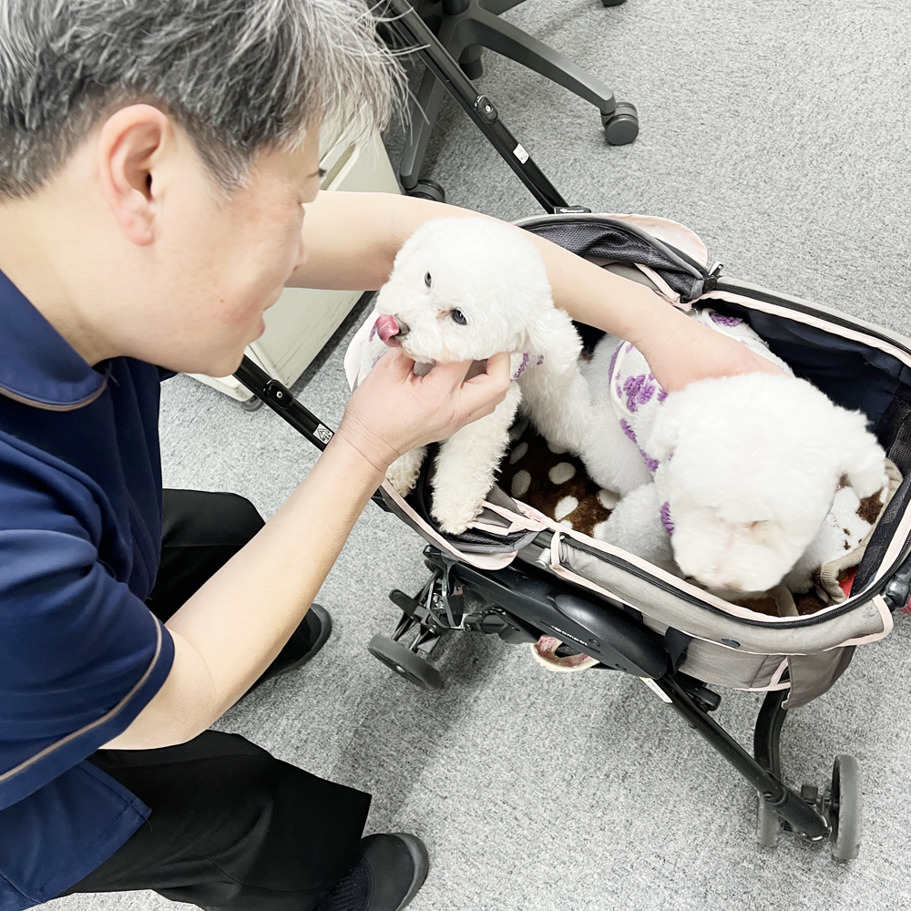 とわちゃんとオハナちゃんの里帰り☆